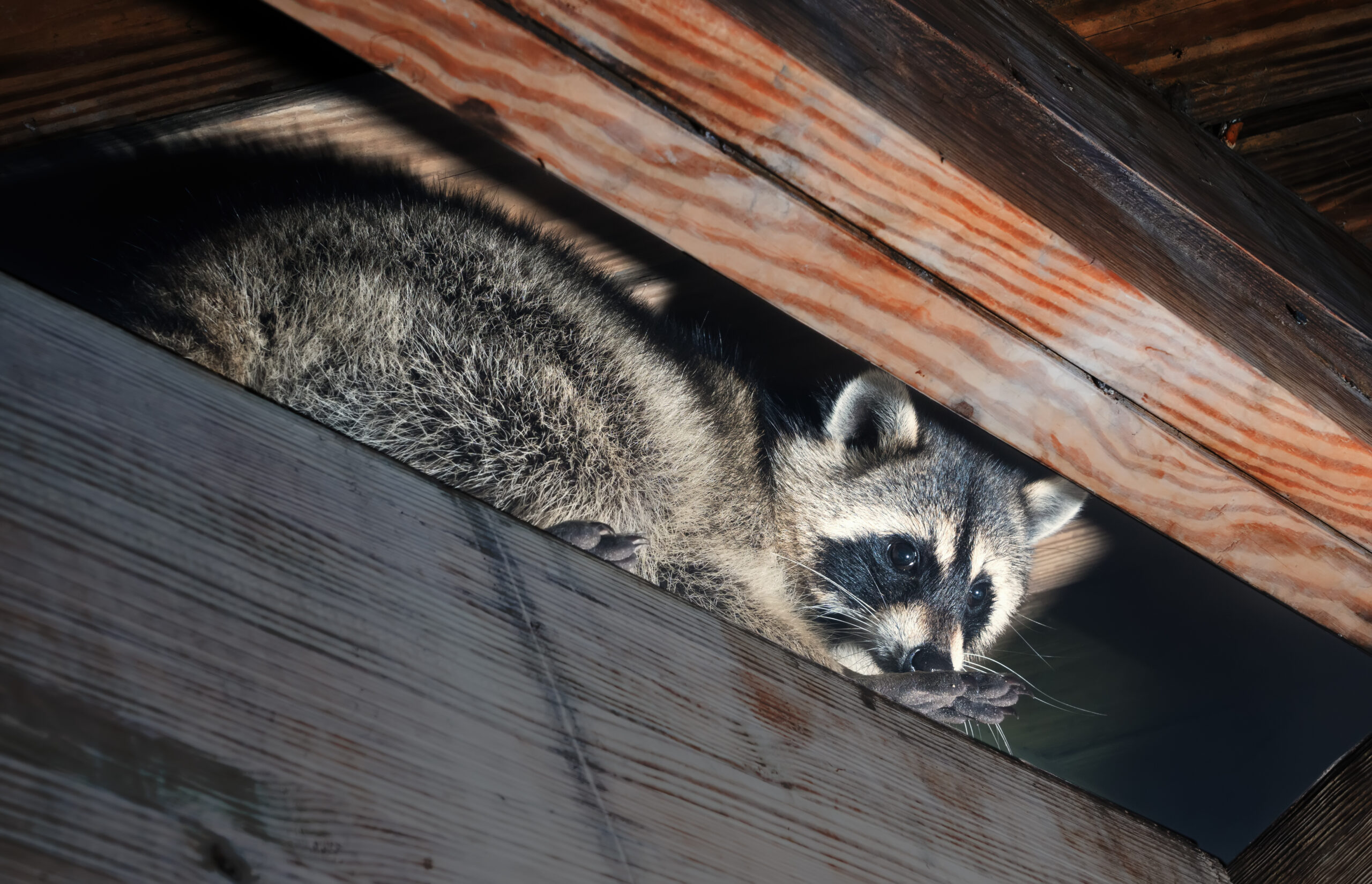 American,Raccoon,Climbed,Into,The,Attic,Of,A,House